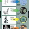 Биология. Вещества растений, клеточное строение (комплект таблиц) - «globural.ru» - Минусинск