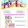 Комплект транспарантов «Цитология» - «globural.ru» - Минусинск