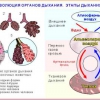 Комплект транспарантов «Человек и его здоровье. Дыхание» - «globural.ru» - Минусинск