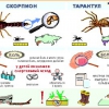 Комплект транспарантов «Ядовитые и жалящие животные» - «globural.ru» - Минусинск