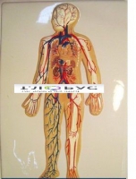 Модель барельефная «Кровеносная система» - «globural.ru» - Минусинск
