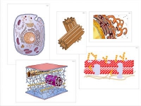 Модель-аппликация "Строение клетки" (ламинированная) - «globural.ru» - Минусинск