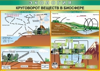 Таблица Круговорот веществ в биосфере 1000*700 винил - «globural.ru» - Минусинск