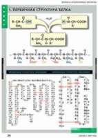 Химия. Белки и нуклеиновые кислоты (комплект таблиц) - «globural.ru» - Минусинск
