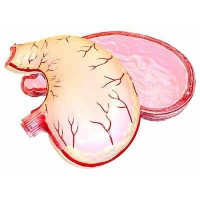 Модель желудка в разрезе - «globural.ru» - Минусинск
