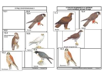 Комплект дидактических карточек: "Систематика и экология птиц" (95 штук, цвет., лам.) - «globural.ru» - Минусинск