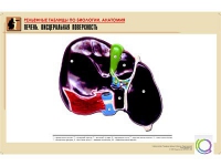 Рельефная таблица "Печень. Висцеральная поверхность" (формат А1, матовое ламинир.) - «globural.ru» - Минусинск