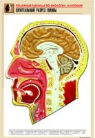 Рельефная таблица "Сагиттальный разрез головы" (формат А1, матовое ламинир.) - «globural.ru» - Минусинск