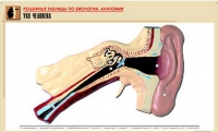 Рельефная таблица "Ухо человека" (формат А1, матовое ламинир.) - «globural.ru» - Минусинск