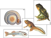 Модель-аппликация "Развитие костной рыбы и лягушки" (ламинированная) - «globural.ru» - Минусинск