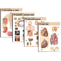 Комплект таблиц по биологии демонстрационный "Человек и его здоровье 1" (20 таблиц, формат А1, лам.) - «globural.ru» - Минусинск