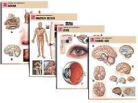 Комплект таблиц по биологии демонстрационный "Человек и его здоровье 2" (10 таблиц, формат А1, лам.) - «globural.ru» - Минусинск