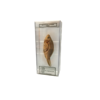 Влажный препарат Внутреннее строение рыбы - «globural.ru» - Минусинск