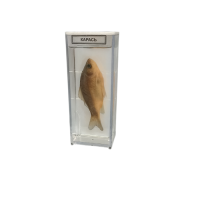 Влажный препарат "Карась" - «globural.ru» - Минусинск