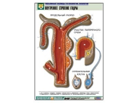 Рельефная таблица "Внутреннее строение гидры" (формат А1, матовое ламинир.) - «globural.ru» - Минусинск