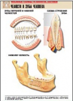 Рельефная таблица "Челюсти и зубы человека" (формат А1, матовое ламинир.) - «globural.ru» - Минусинск