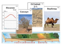 Модель-аппликация "Природные зоны" (ламинированная) - «globural.ru» - Минусинск