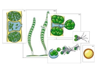 Модель-аппликация "Размножение многоклеточной водоросли" (ламинированная) - «globural.ru» - Минусинск