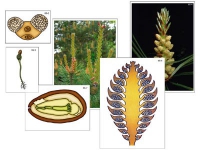 Модель-аппликация "Размножение сосны" (ламинированная) - «globural.ru» - Минусинск