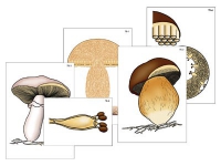 Модель-аппликация "Размножение шляпочного гриба" (ламинированная) - «globural.ru» - Минусинск