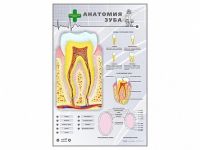 Электрифицированный стенд "Анатомия зуба" - «globural.ru» - Минусинск