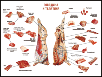 Правила разделки мясных туш "Говядина и телятина" 1000*1400 винил - «globural.ru» - Минусинск