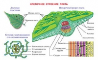 Плакаты и таблицы по биологии - «globural.ru» - Минусинск