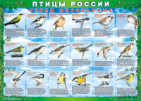 Таблица Птицы России из  4 листов в комплекте 1000*1400 винил	 - «globural.ru» - Минусинск