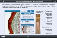 Интерактивные курсы. Биология 5 класс. Расширенный - «globural.ru» - Минусинск