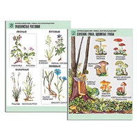 Комплект таблиц для начальной школы "Окружающий мир. Грибы. Растительный мир" - «globural.ru» - Минусинск