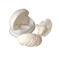 Модель мозга в разрезе - «globural.ru» - Минусинск