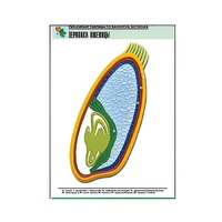 Рельефная таблица "Зерновка пшеницы" (формат А1, матовое ламинир.) - «globural.ru» - Минусинск