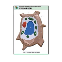 Рельефная таблица "Растительная клетка" (формат А1, матовое ламинир.) - «globural.ru» - Минусинск