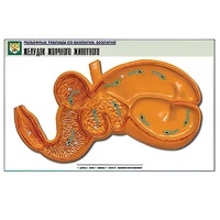 Рельефная таблица "Желудок жвачного животного" (формат А1, матовое ламинир.) - «globural.ru» - Минусинск
