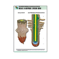 Рельефная таблица "Внешнее и внутреннее строение корня" (формат А1, матовое ламинир.) - «globural.ru» - Минусинск