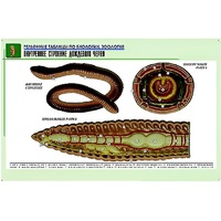 Рельефная таблица "Внутреннее строение дождевого червя" (формат А1, матовое ламинир.) - «globural.ru» - Минусинск