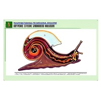 Рельефная таблица "Внутреннее строение брюхоногого моллюска" (формат А1, матовое ламинир.) - «globural.ru» - Минусинск