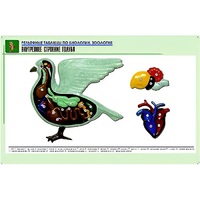 Рельефная таблица "Внутреннее строение голубя" (формат А1, матовое ламинир.) - «globural.ru» - Минусинск