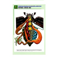 Рельефная таблица "Внутреннее строение жука" (формат А1, матовое ламинир.) - «globural.ru» - Минусинск