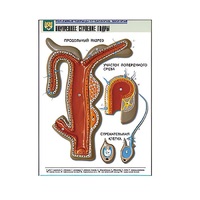 Рельефная таблица "Внутреннее строение гидры" (формат А1, матовое ламинир.) - «globural.ru» - Минусинск