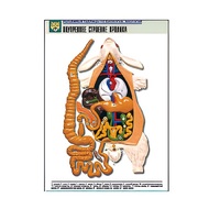 Рельефная таблица "Внутреннее строение кролика" (формат А1, матовое ламинир.) - «globural.ru» - Минусинск