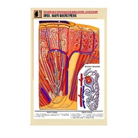 Рельефная таблица "Почка. Макро-микростроение" - «globural.ru» - Минусинск