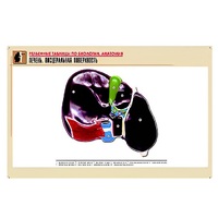 Рельефная таблица "Печень. Висцеральная поверхность" (формат А1, матовое ламинир.) - «globural.ru» - Минусинск