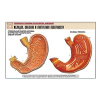Рельефная таблица "Желудок. Внешняя и внутренняя поверхности" (формат А1, матовое ламинир.) - «globural.ru» - Минусинск
