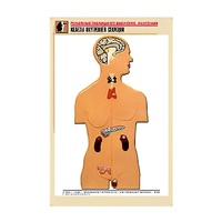 Рельефная таблица "Железы внутренней секреции" (формат А1, матовое ламинир.) - «globural.ru» - Минусинск