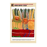 Рельефная таблица "Ворсинка кишечная с сосудом" (формат А1, матовое ламинир.) - «globural.ru» - Минусинск