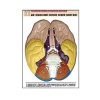 Рельефная таблица "Доли и извилины нижней поверхности полушарий головного мозга" - «globural.ru» - Минусинск