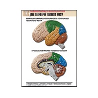 Рельефная таблица "Доли полушарий головного мозга" - «globural.ru» - Минусинск