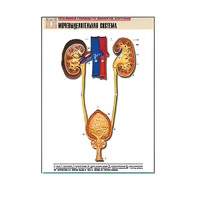 Рельефная таблица "Мочевыделительная система" (формат А1, матовое ламинир.) - «globural.ru» - Минусинск