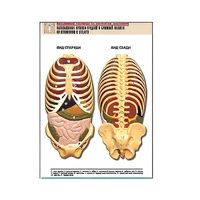 Рельефная таблица "Расположение органов грудной и брюшной полостей по отношению к скелету"(формат А1, лам.) - «globural.ru» - Минусинск